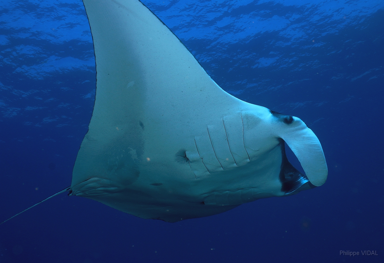 Raja Ampat 2016 - Manta Biostris - Oceanic Manta Ray - Raie Manta Oceanique - IMG_4247_rc.jpg